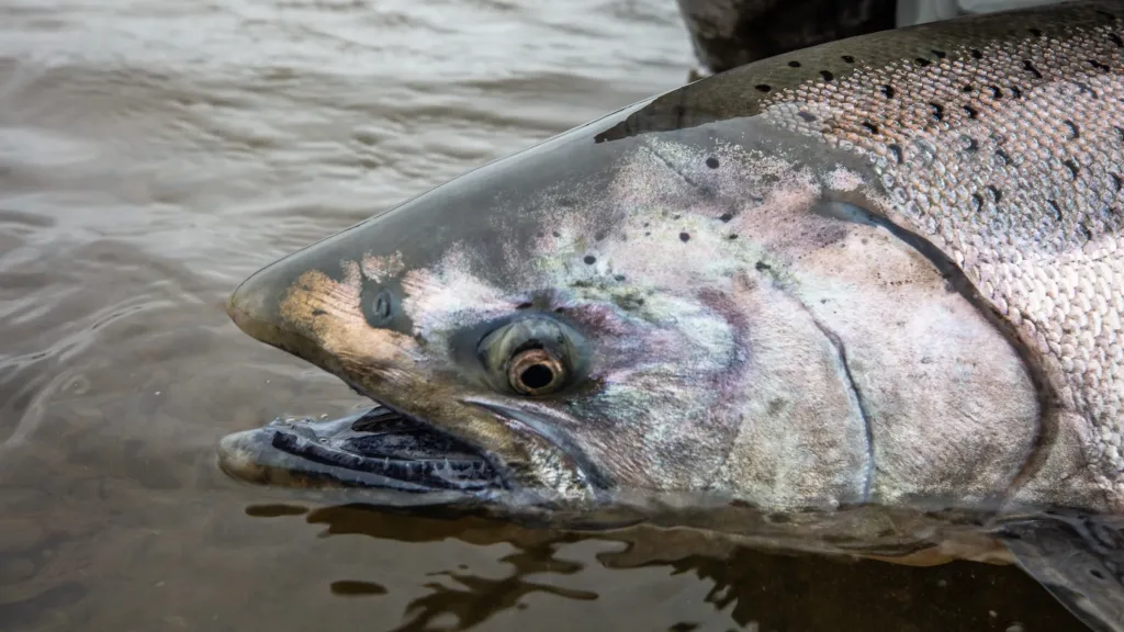 king salmon in goodnews Alaska