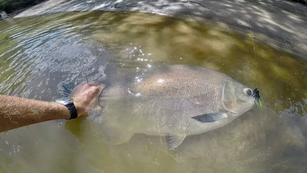 pacu – bolivia