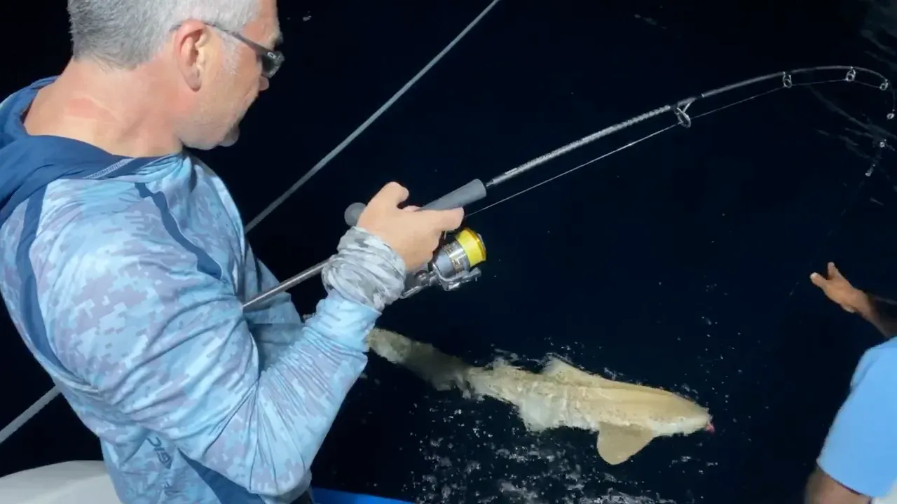 crazy fishing for leopard shark