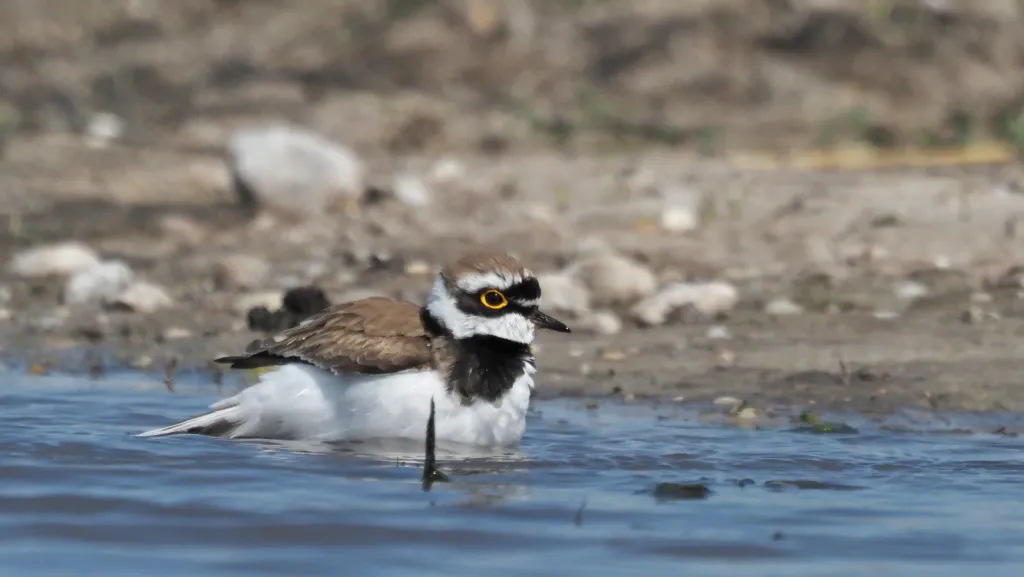 little ringed plover