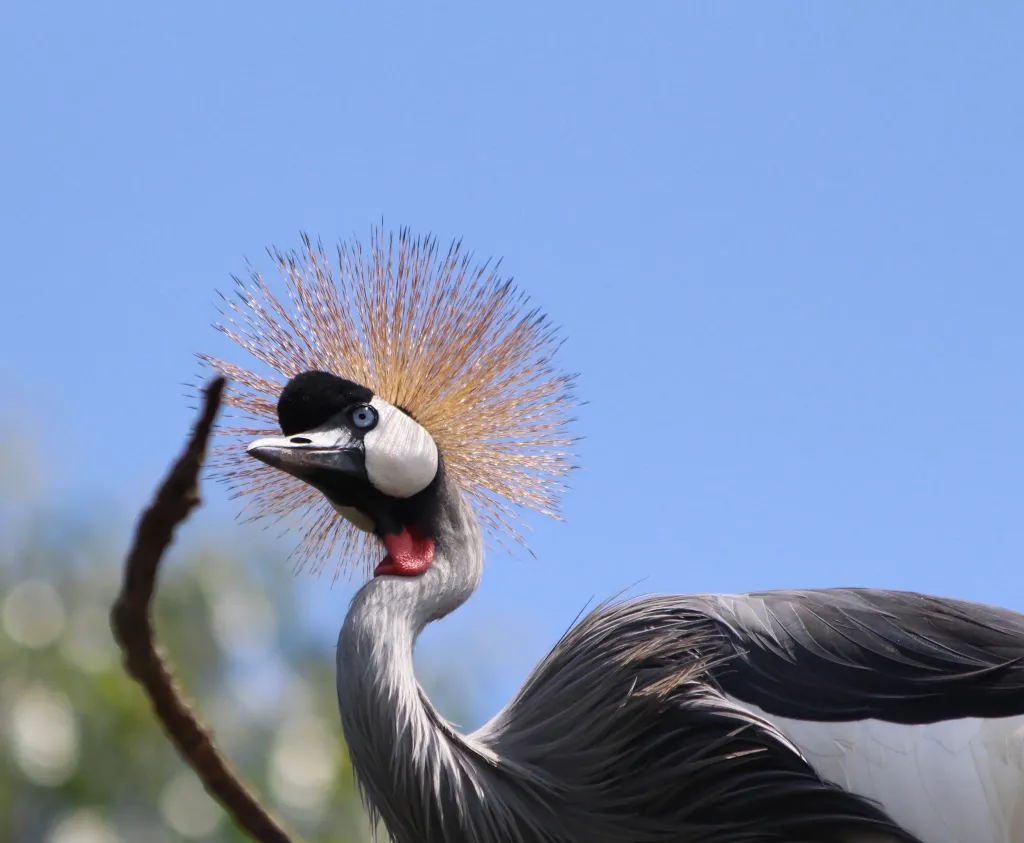 Crowned crane – Uganda