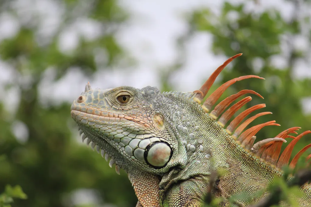 iguana in mexico