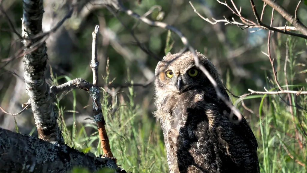Owl in Alaska