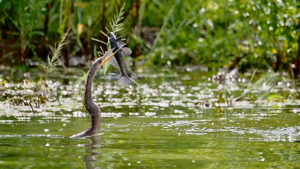 weird Cormoran – brazil