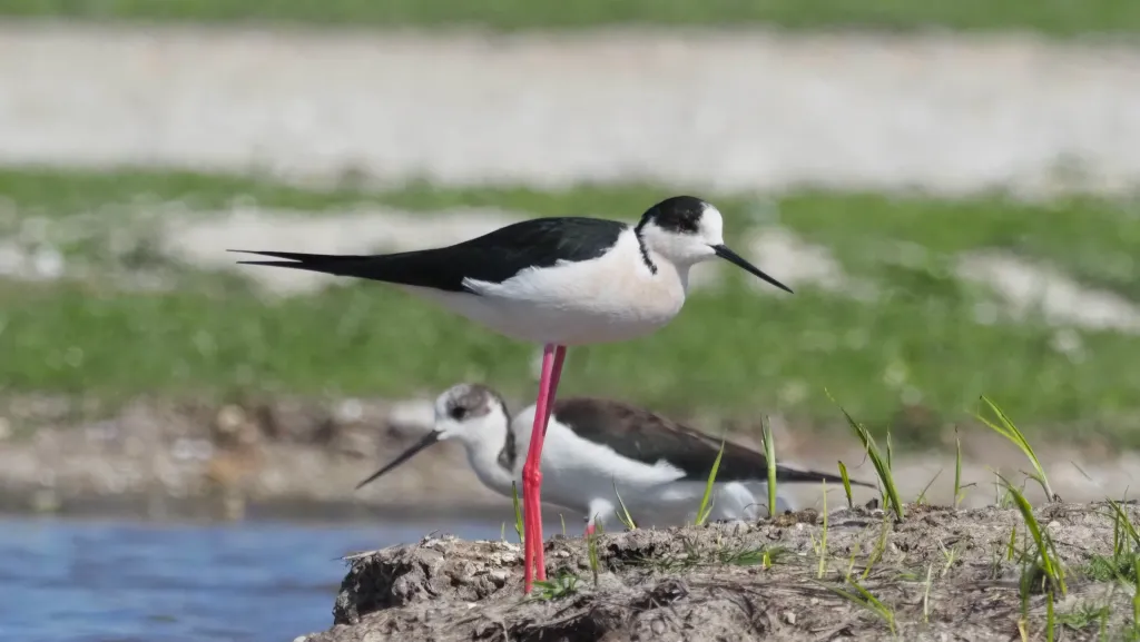 black winged stilt