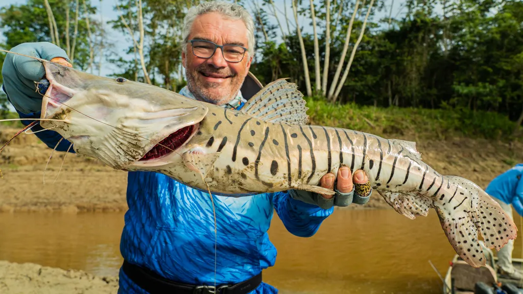 AMAZONAS - CATFISH
