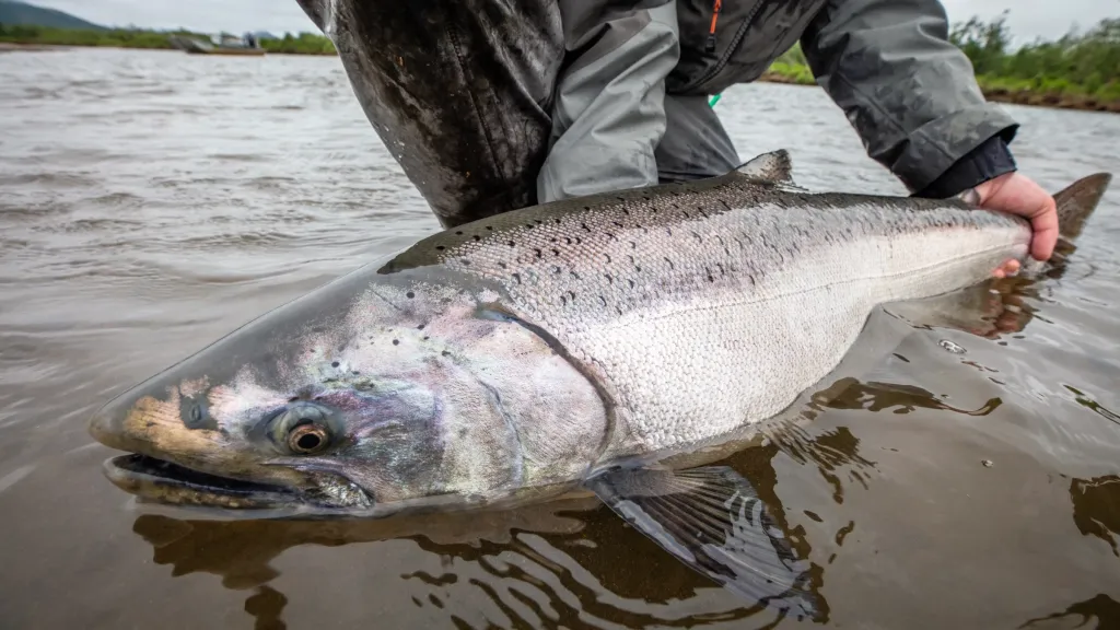 king salmon in goodnews Alaska