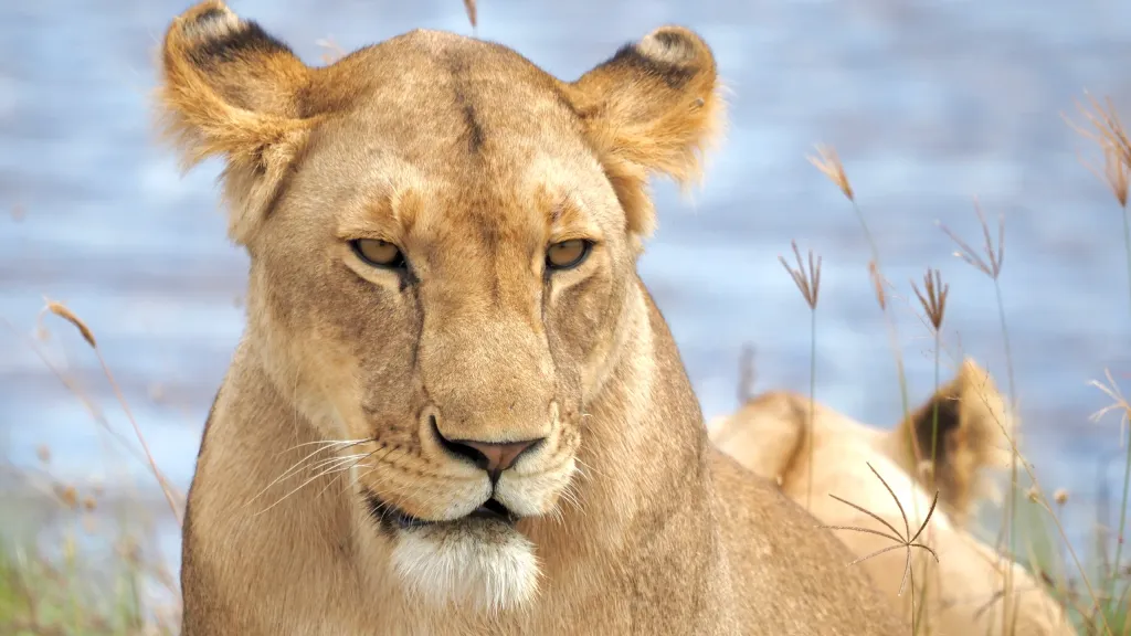 lion in serengeti – tanzania