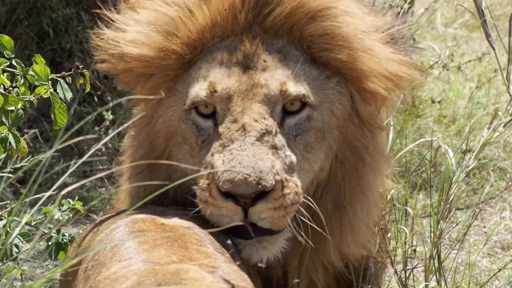 lion in serengeti – tanzania