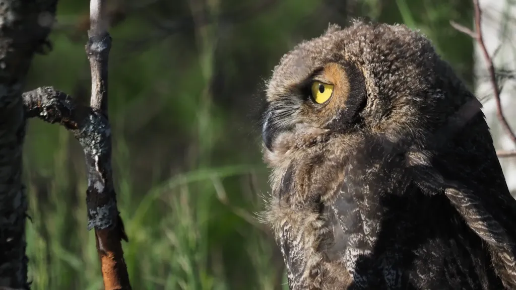 Owl in Alaska