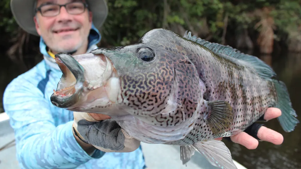 rainbow bass – nicaragua